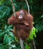 Réserve tropicale : La vie dans la jungle