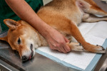 Un Shiba Inu qui se fait examiner chez le vétérinaire